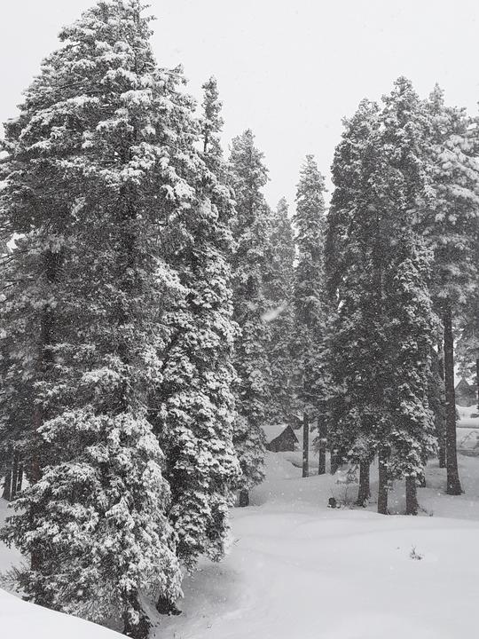 Tree Skiing at Gulmarg